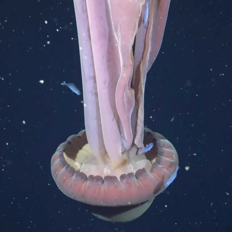 Arjantin açıklarında nadir görülen dev hayalet denizanası görüntülendi