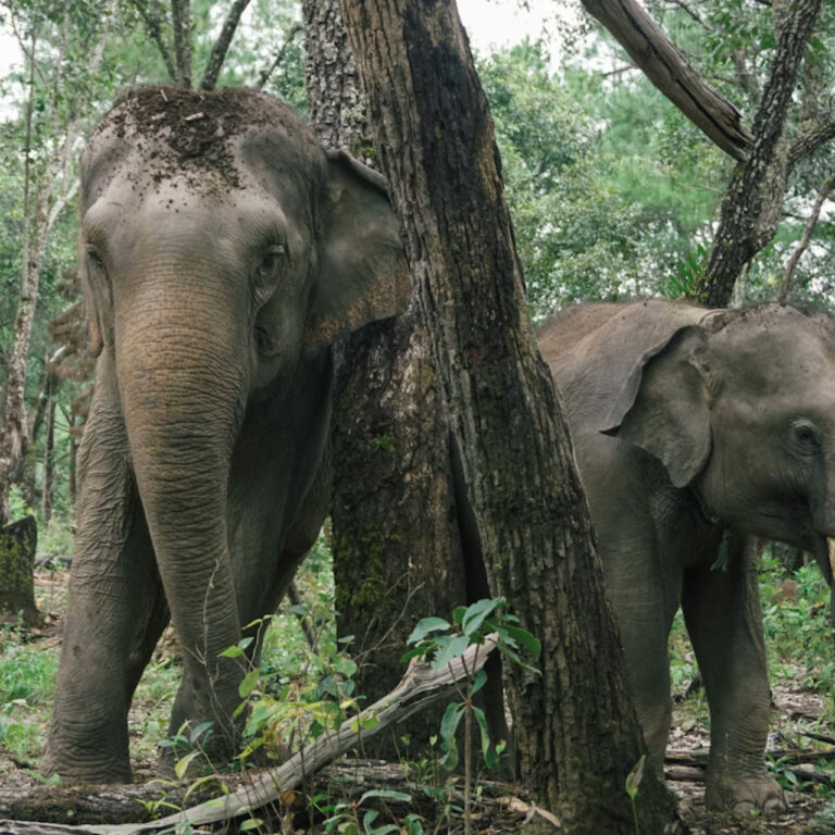 Tayland’da filler için doğum kontrolü: Doğal yaşam alanları daralıyor