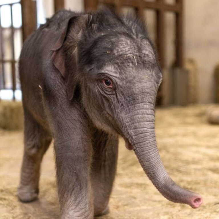 Washington DC Hayvanat Bahçesi’nde 25 yıl sonra bir ilk: Asya fili doğdu