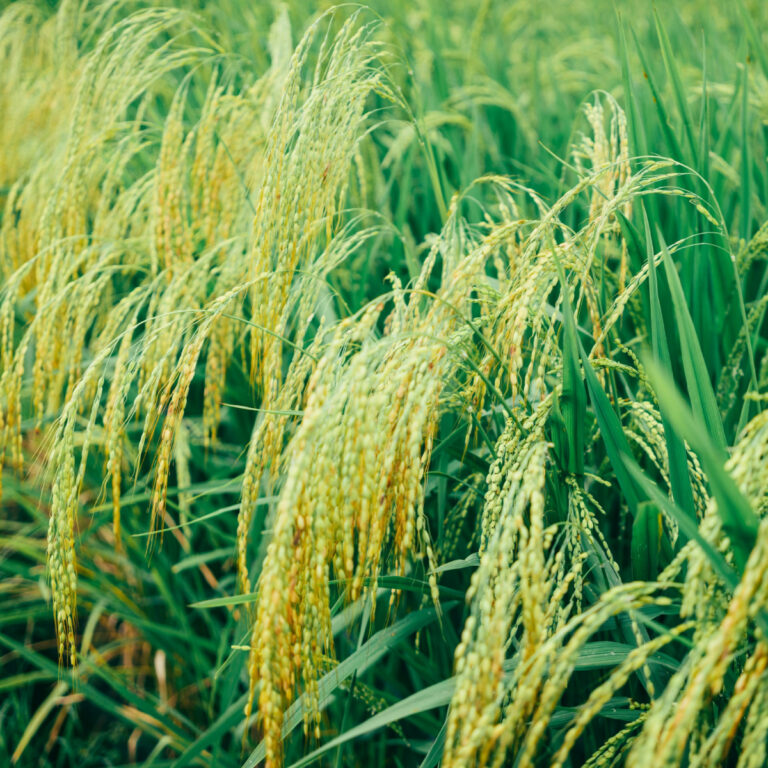 AB mahkemesi: Üye ülkeler GDO’lu ürünleri yasaklayabilir