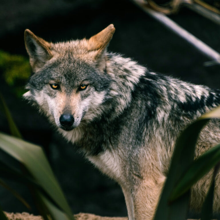 Los Angeles’ta 100 yıldan uzun bir süre sonra ilk gri kurt görüldü