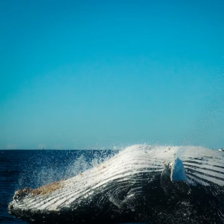 Balinaların doğum oranındaki düşüş, iklim kriziyle bağlantılı