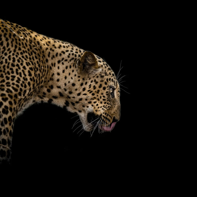 Jaguarların dönüşü: Latin Amerika’da büyük kediler için umut ışığı