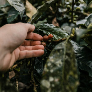 Fosil yakıt kaynaklı ısınma kahve hasadını vuruyor: Küçük çiftçi ayakta kalma mücadelesinde