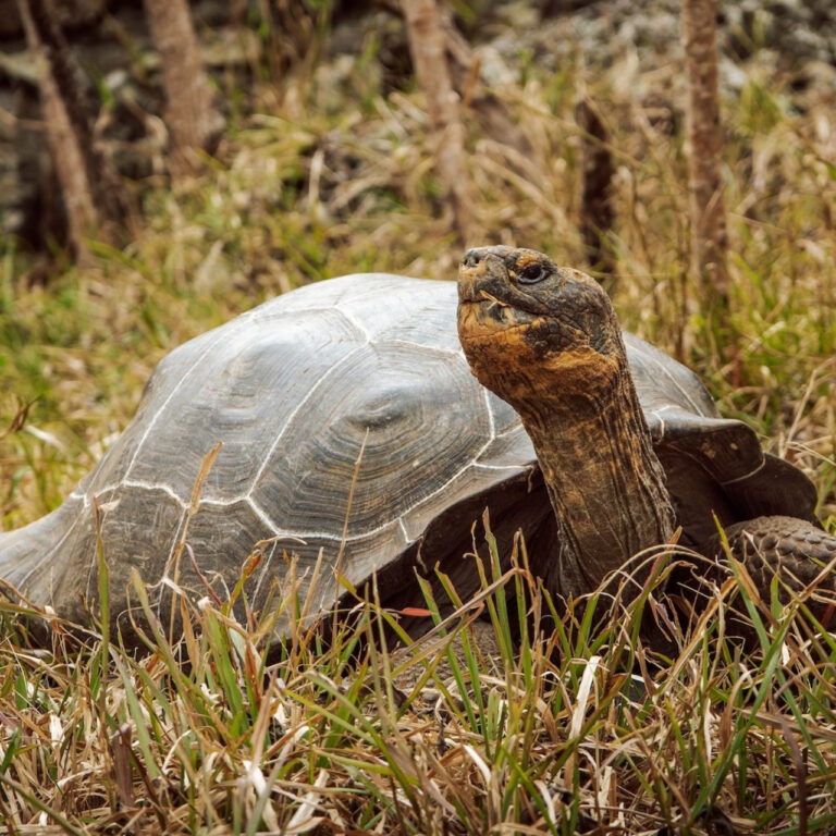 Floreana dev kaplumbağası 200 yıl sonra yuvasına döndü