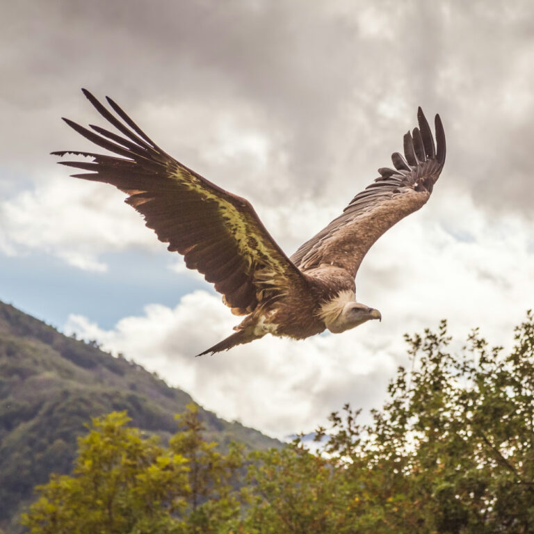 Sardinya’da kızıl akbabaların dönüşü: İtalya’nın en büyük koruma başarılarından biri