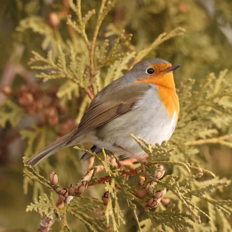 Kanada, ilk Avrupa Kızılgerdanı’nı gördü! Peki oraya nasıl geldi?