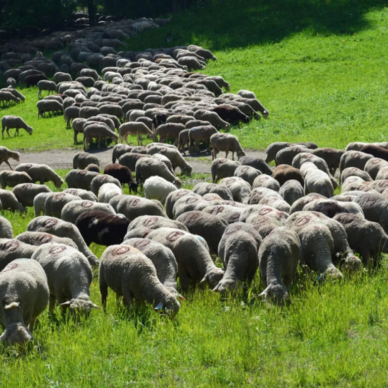 Fransa çiftlik hayvanlarını korumak için 200 kurdun itlafına izin verdi