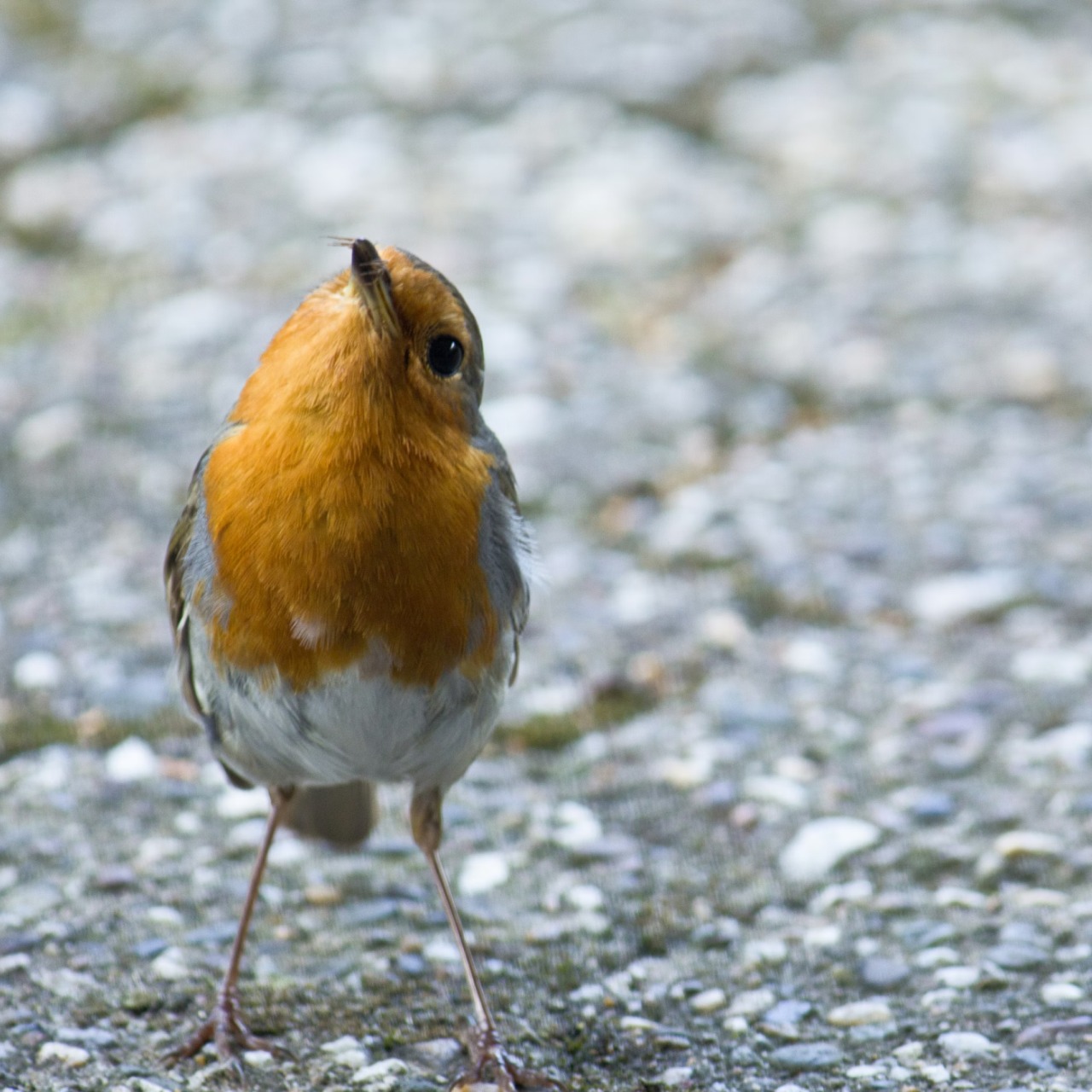 Yeni araştırma: Kuş popülasyonları yalnızca azalmakla kalmıyor, düşüş hızı da artıyor