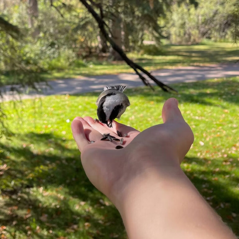 Kuş cıvıltılarını dinlemek stresi azaltıyor, ruh halini iyileştiriyor