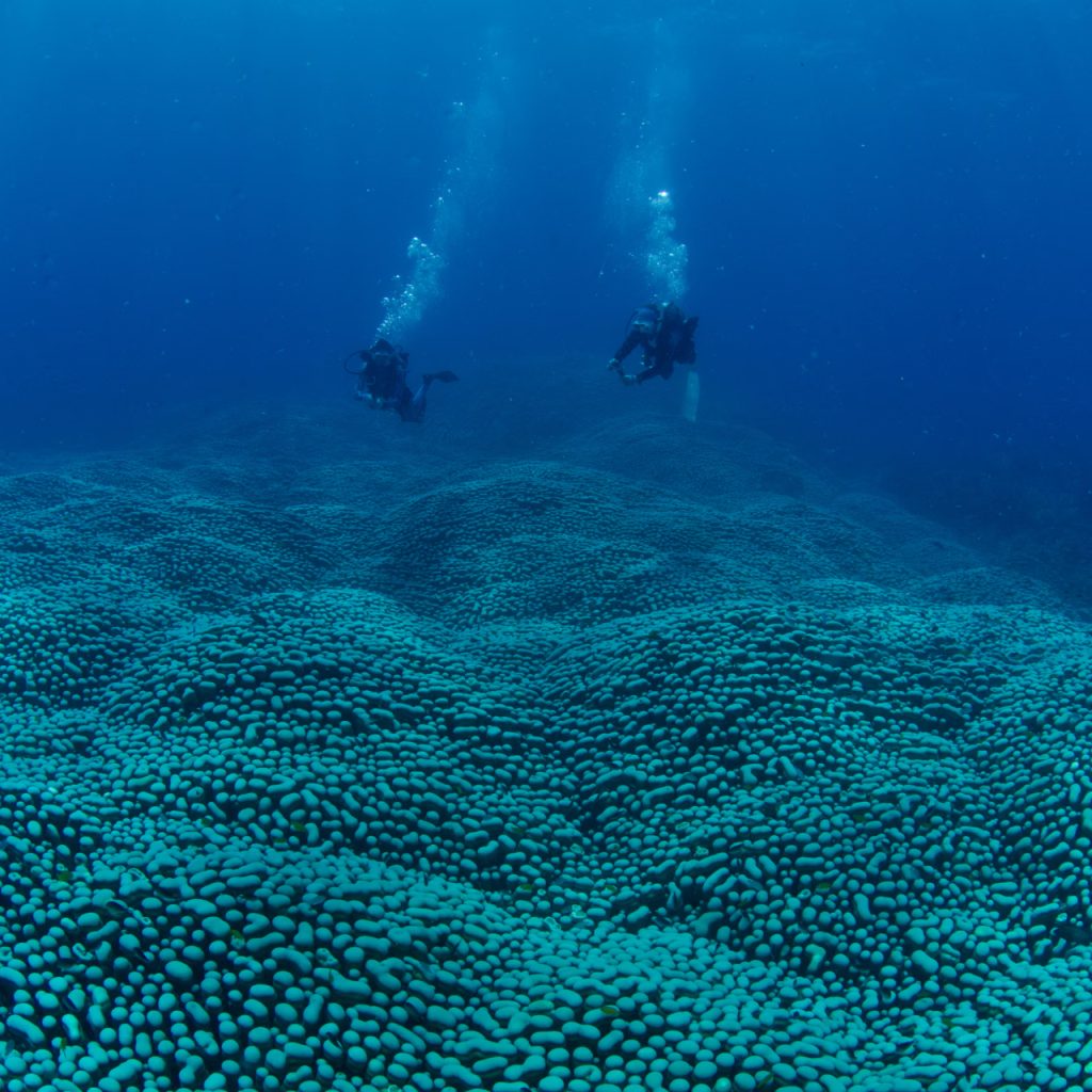 Amatör bilim insanlarından Büyük Set Resifi’nde dev mercan keşfi