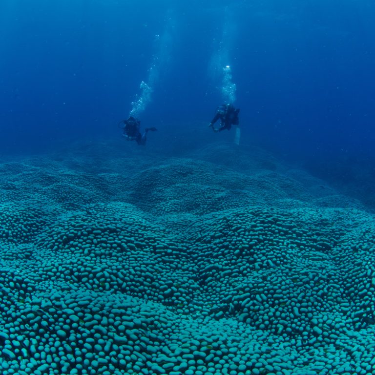 Amatör bilim insanlarından Büyük Set Resifi’nde dev mercan keşfi