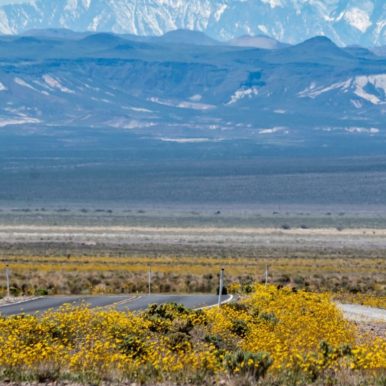 Ölüm Vadisi, rekor yağışların ardından kır çiçekleriyle dolup taştı: “Süper çiçeklenme” eşiğinde