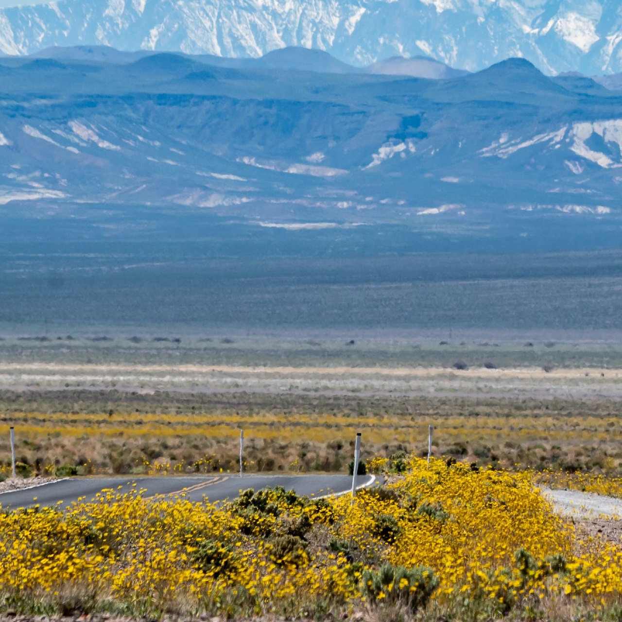 Ölüm Vadisi, rekor yağışların ardından kır çiçekleriyle dolup taştı: “Süper çiçeklenme” eşiğinde