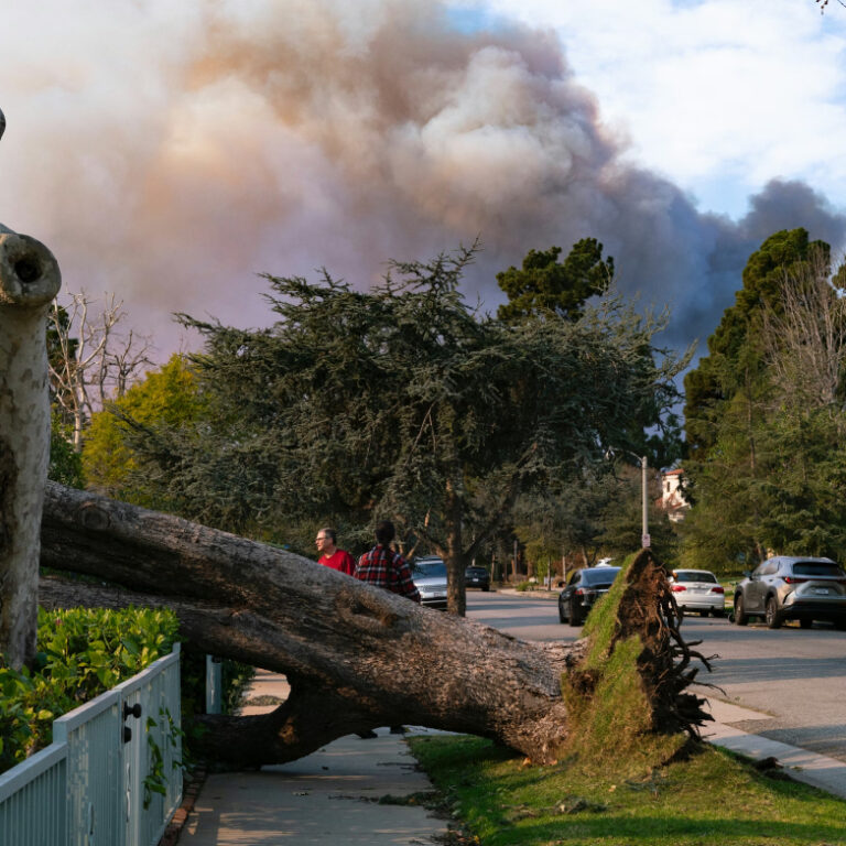 Araştırma: Orman yangını dumanı çocukların ruh sağlığını olumsuz etkiliyor