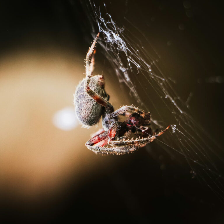 Örümcek ipeğinin kökeni: 400 milyon yıllık bir genetik “hata” sonucu ortaya çıktı