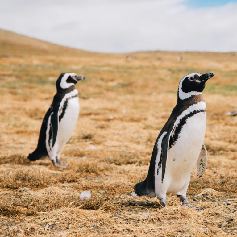 Pumalar, penguenlerin en büyük tehdidi haline geldi