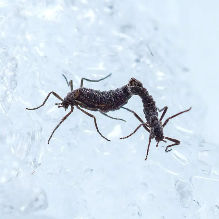 Antarktika’da bile böcekler mikroplastik yiyor