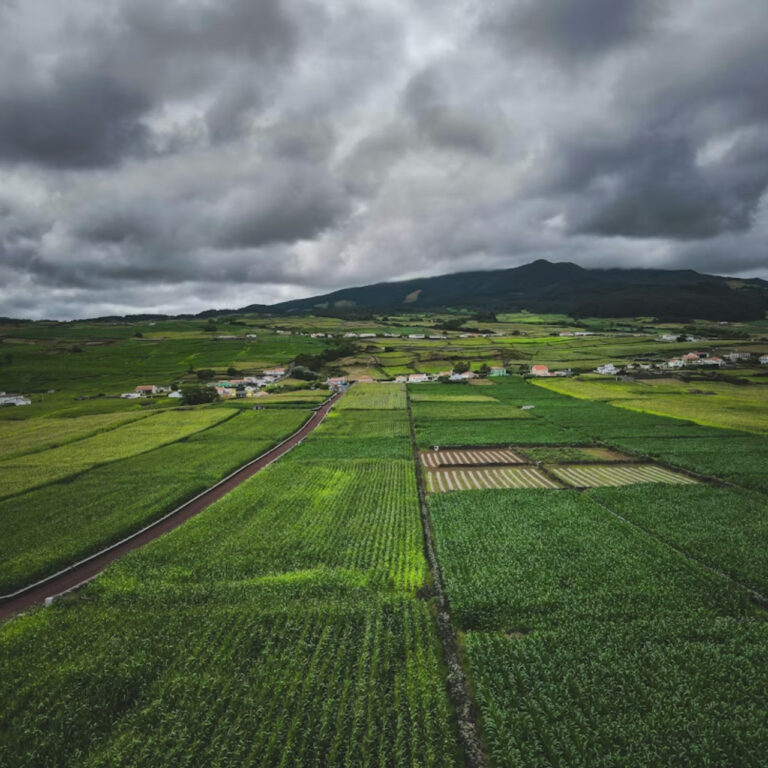 İspanya, Portekiz ve Fas’ta yağan yağmurlar ekinlere zarar verince Avrupa’nın kışlık ‘erzak deposu’ tükendi