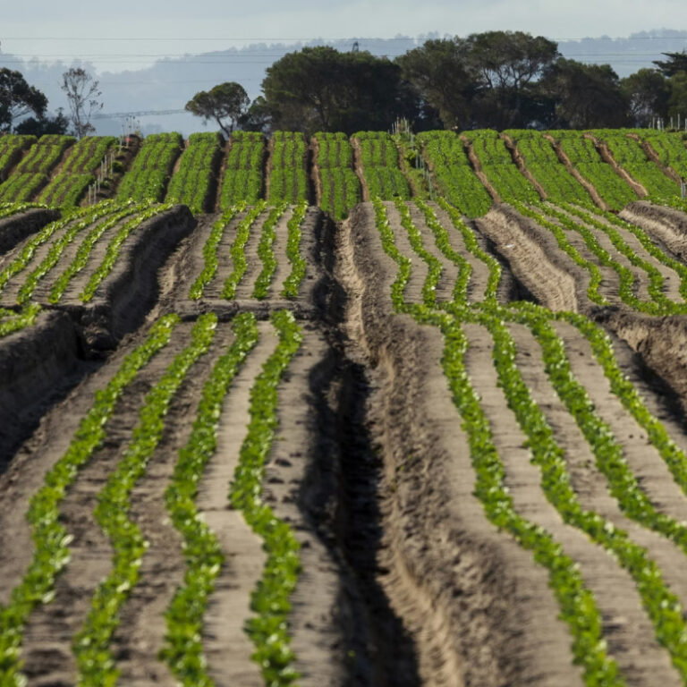 “Ciddi uyarı”: Pestisitlerin vahşi yaşama verdiği zarar küresel olarak artıyor