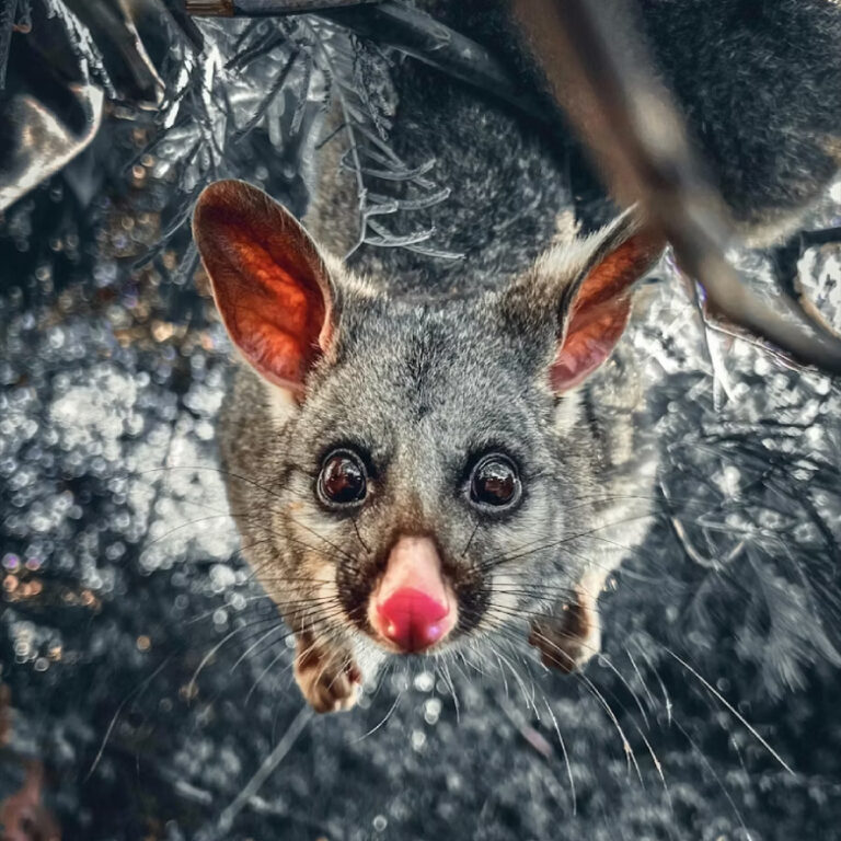 Avustralya’da ocak ayındaki sıcak hava dalgaları binlerce yarasanın ölümüne neden oldu! Yarasa kolonisinin %80’inden fazlası yok oldu