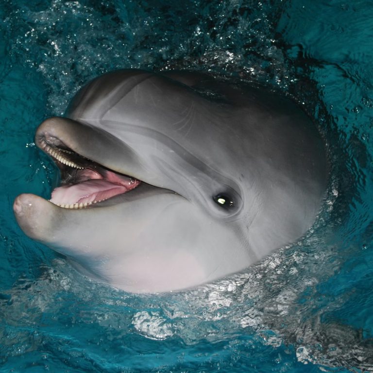 Dizüstü bilgisayar ve televizyonlardan çıkan kimyasallar yunusların beyninde tespit edildi