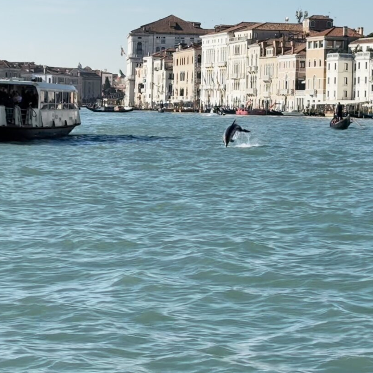 Venedik’in ünlü şişeburunlu yunusu sağlıklı ancak yoğun insan faaliyeti tehdit oluşturuyor