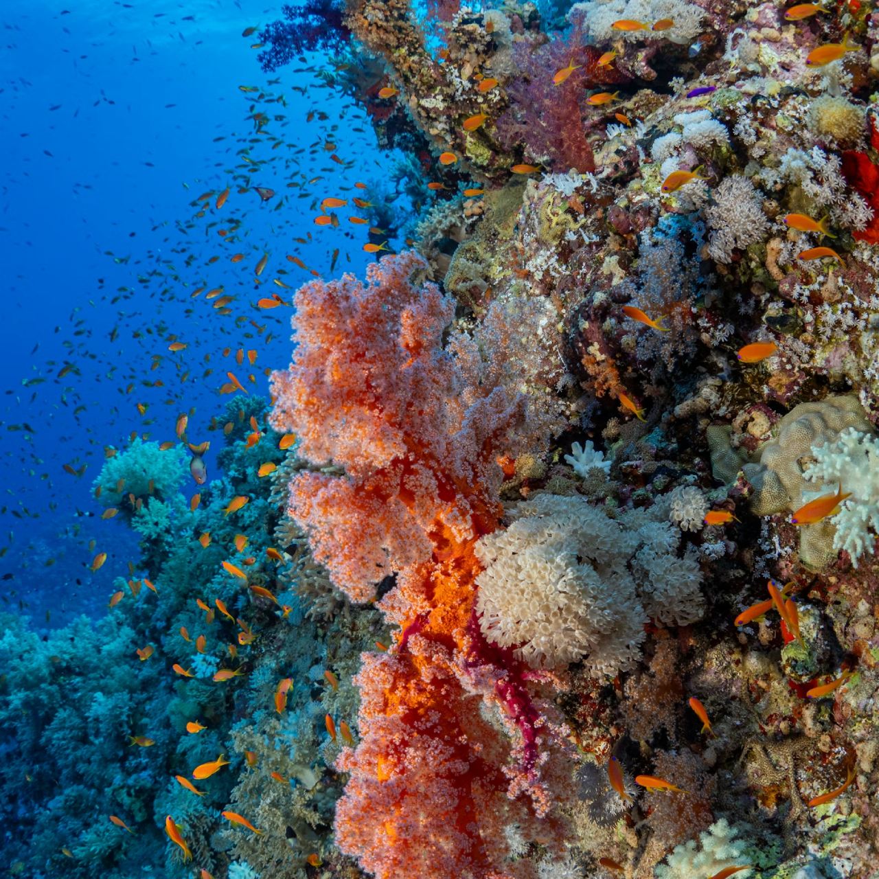 Dünya Yaban Hayatı Günü: 172.600 türden 48.600’ü yok olma tehlikesinde