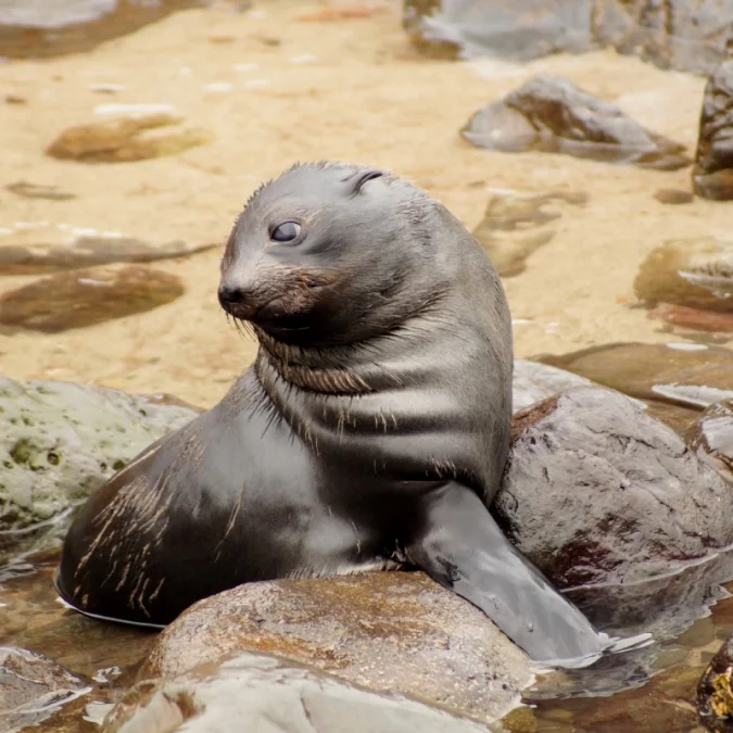 Şili’ye özgü foklar yeni deniz parkıyla koruma altına alındı