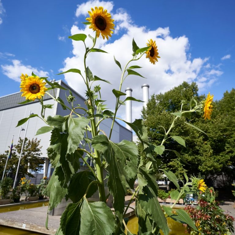 Almanya, 2025’te emisyonlarda neredeyse hiç düşüş göstermeyerek iklim hedeflerini ıskaladı