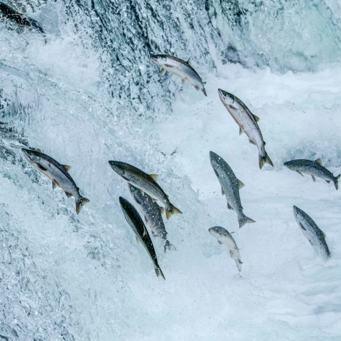 BM raporuna göre nehirlerdeki devasa balık göçleri hızla çöküyor