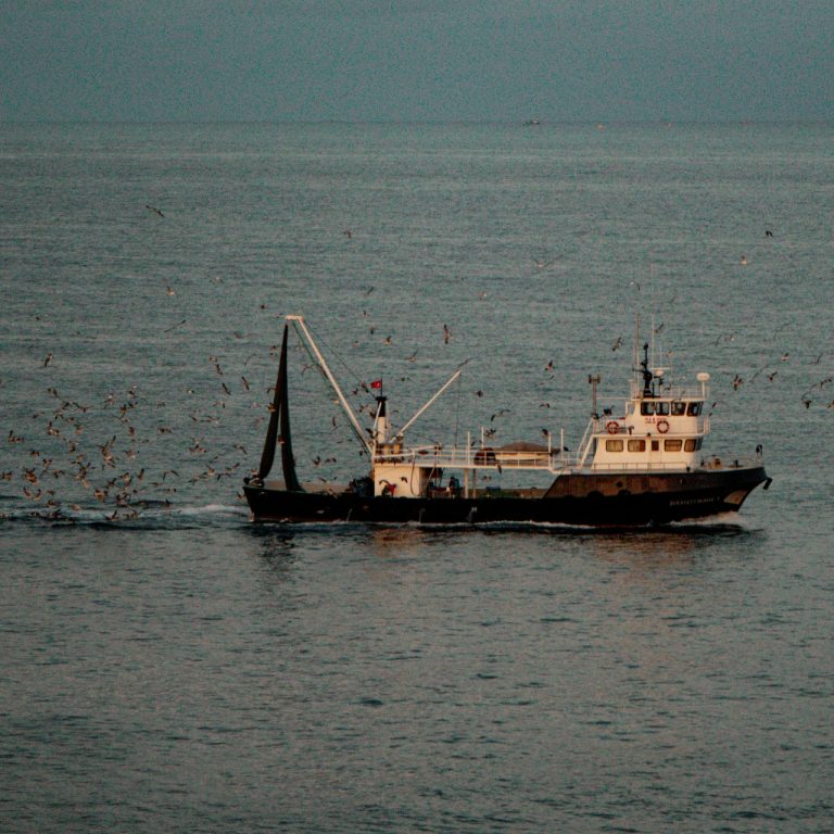 Soğuk sularda balık artışı “iyi haber” değil: Okyanus ısınması uzun vadede popülasyonları eritiyor
