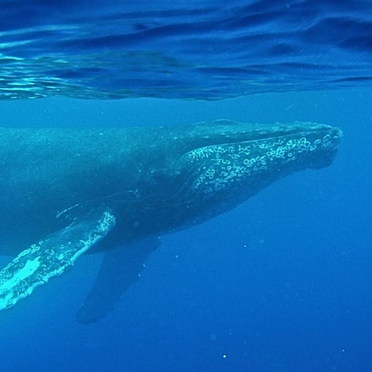1949’dan kalan ‘en eski balina şarkısı’ bulundu: Okyanus gürültüsü ve balina iletişimi için yeni bir pencere