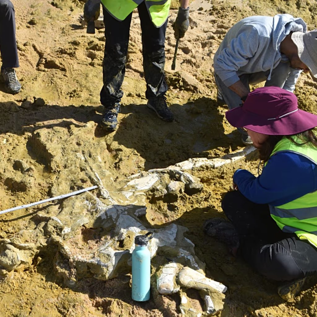 Portekiz’de 10 milyon yıllık iki balina fosili bulundu