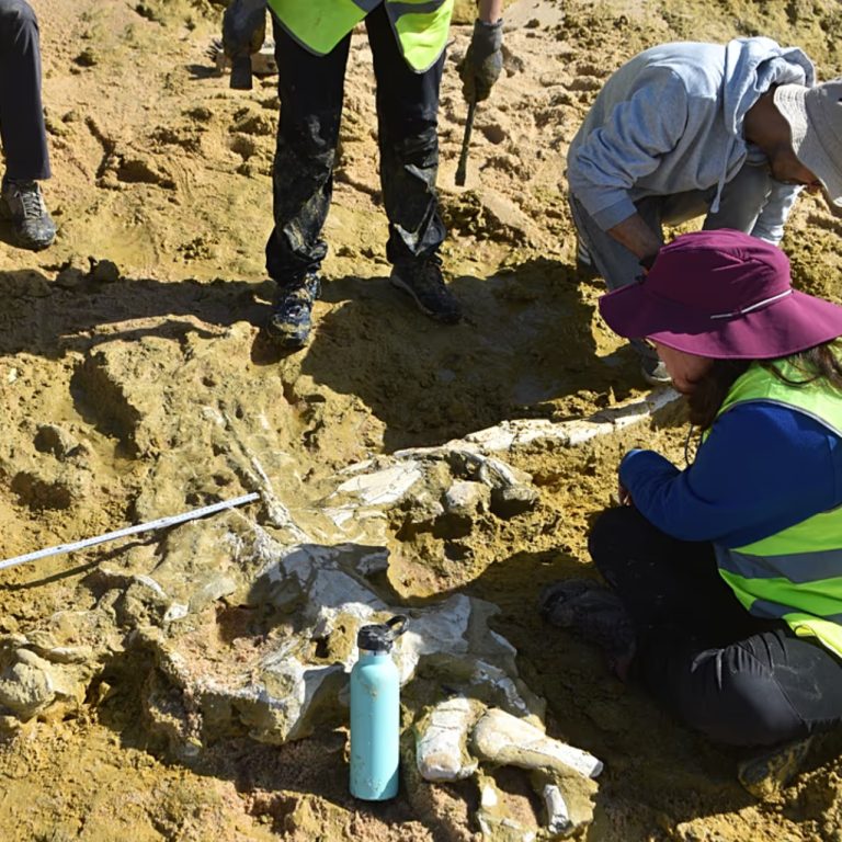 Portekiz’de 10 milyon yıllık iki balina fosili bulundu