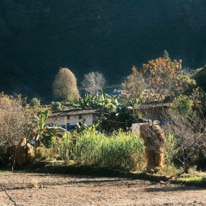 Bitkiler, iklimsel stres türlerine bağlı olarak büyüme süreçlerini durduruyor, hızlandırıyor