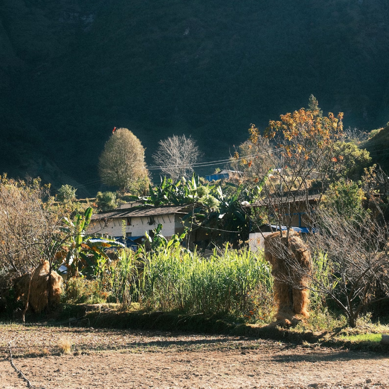 Bitkiler, iklimsel stres türlerine bağlı olarak büyüme süreçlerini durduruyor, hızlandırıyor