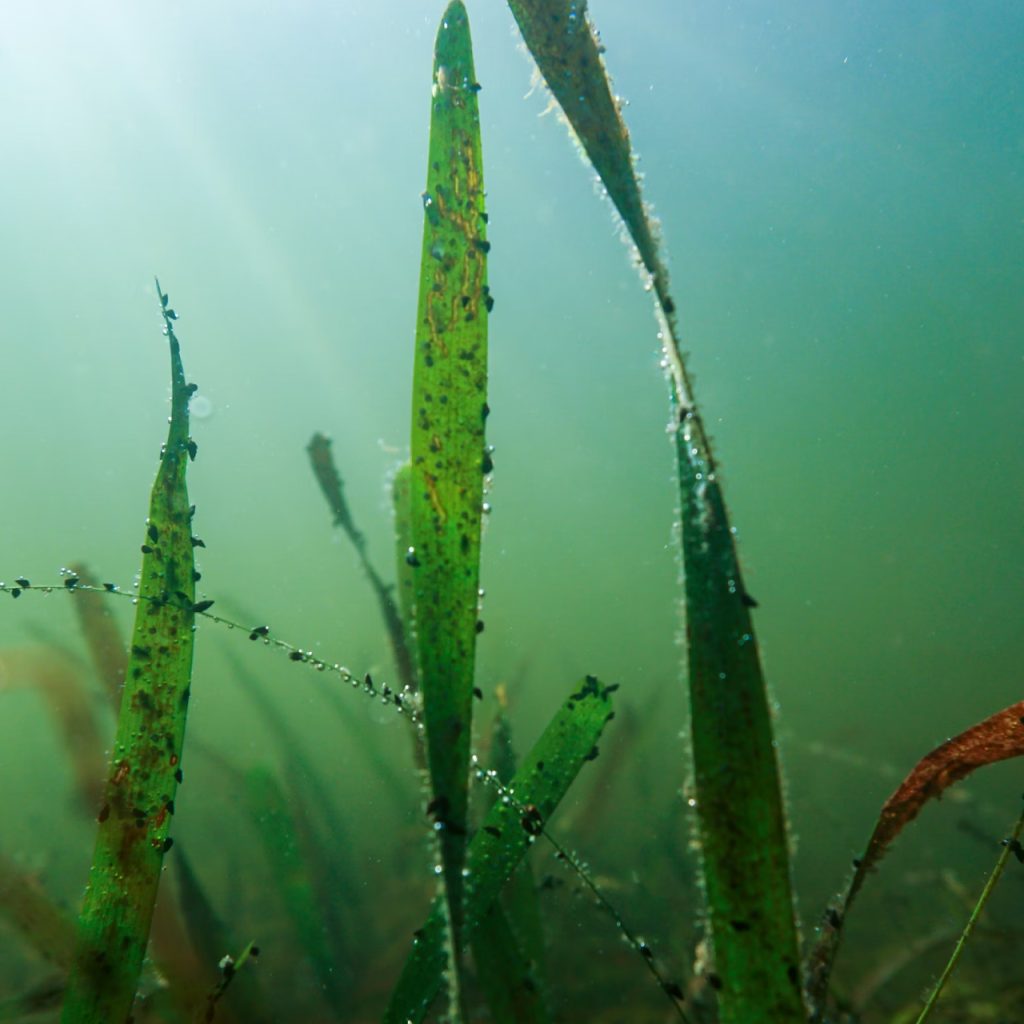 Deniz çayırları iklim değişikliğiyle mücadelede kritik role sahip