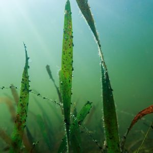 Deniz çayırları iklim değişikliğiyle mücadelede kritik role sahip