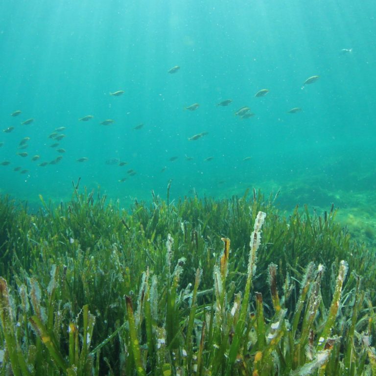 Garanti BBVA ve TURMEPA “Mavi Nefes Projesi” ile deniz çayırlarını koruyor