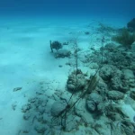 Japonya ve ABD deniz tabanı madenciliğinde iş birliği anlaşması imzaladı