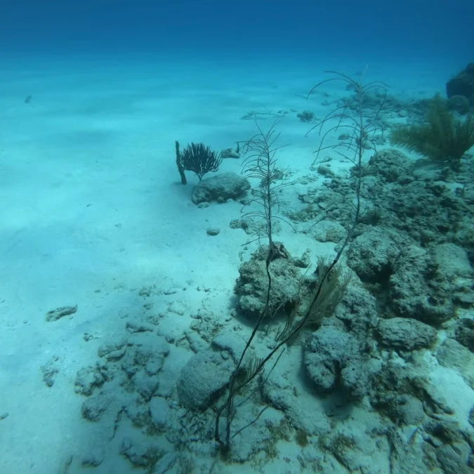 Japonya ve ABD deniz tabanı madenciliğinde iş birliği anlaşması imzaladı