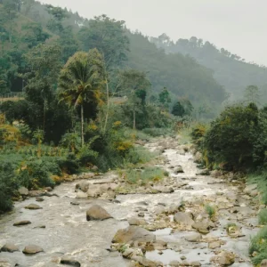 Endonezya’da orman kaybı 2025’te yüzde 66 arttı