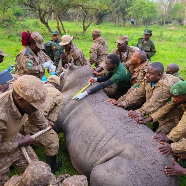 Uganda’da 40 yıl sonra ilk kez gergedanlar Kidepo Vadisi’ne geri döndü
