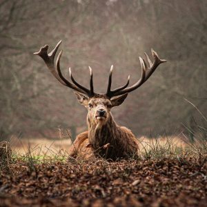 İngiltere banknotlarında yerli yaban hayatı fotoğrafları kullanılacak