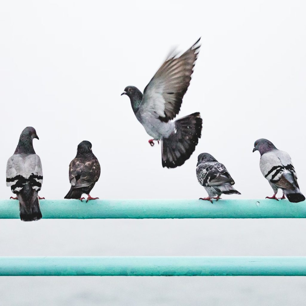 Biyoçeşitlilik kaybının yeni yüzü: Dünyanın vahşi yaşamı “tekdüzelik” çağına mı giriyor?