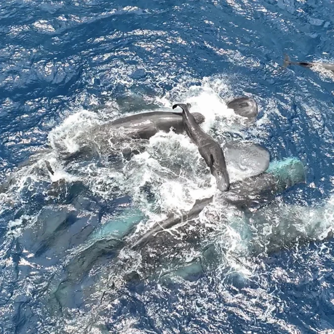 Bilim insanları ilk kez ispermeçet balinası doğumunu kaydetti