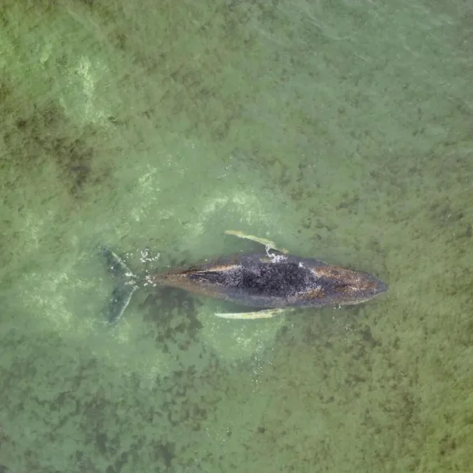 Kambur balina Almanya kıyılarında üçüncü kez karaya vurdu
