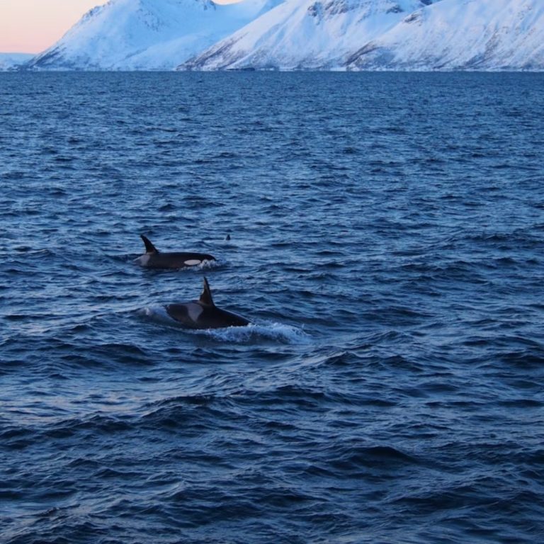 Katil balinaların yamyamlık yaptığı keşfedildi