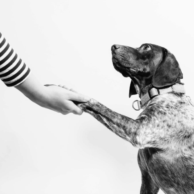 Köpeklerin, insanın en iyi dostu haline gelmesi sanılandan çok daha erken dönemde gerçekleşmiş